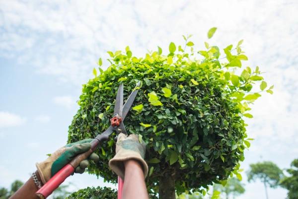 High Desert Vista Landscaping's Other Services